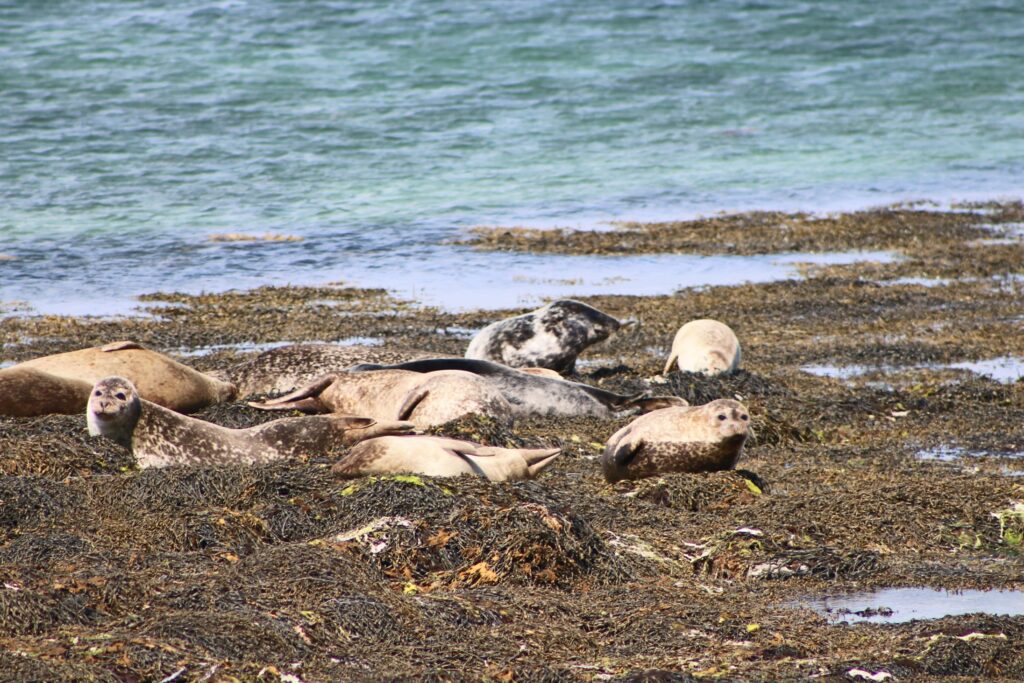 Seals rest along the Orkney shoreline.