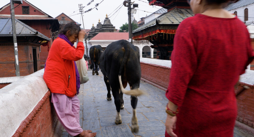 A woman in a red coat leans against a wall on a stone pathway and touches her hand to her forehead as a bull walks past her.