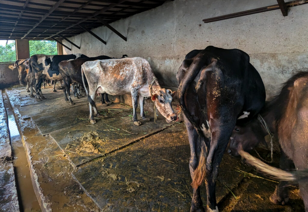 A group of cattle stands in a row in a semi-enclosed concrete structure.