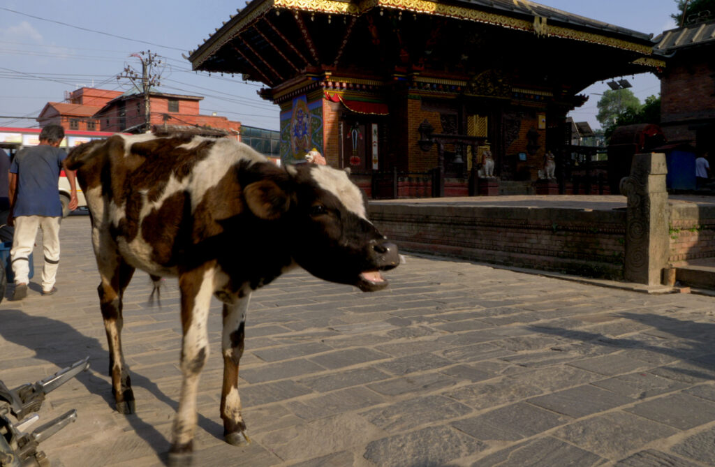 A brown and white calf calls out, its mouth agape in a gesture of seeming distress. The calf stands on a stone pathway as people walk by.