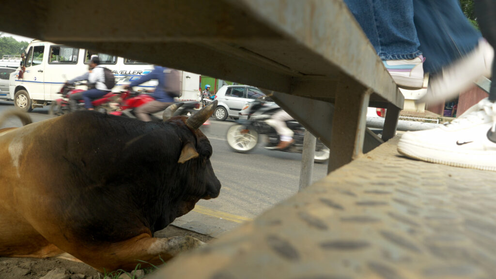 A bull sits curled up beneath metal stairs looking out at a busy road as human feet clad in white sneakers tread the steps above it.