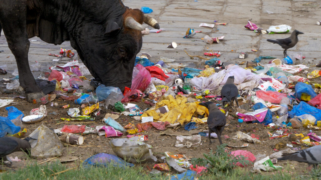 A large horned bull pokes its nose into a pile of yellow, pink, blue, and white garbage as a few birds mill about nearby.