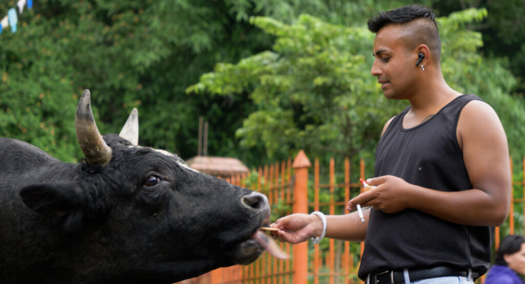 Standing outside amid green trees, a person in a black tank top holding a cigarette in one hand feeds a large horned bull with the other.