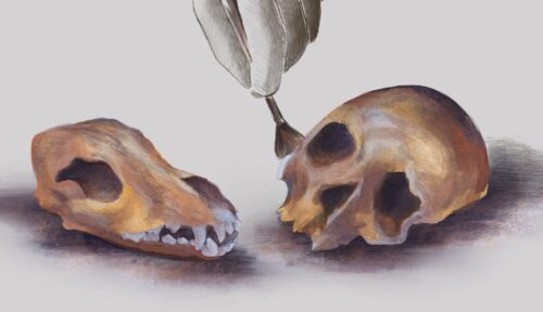 A white-gloved hand holds a small brush and gently clears debris from a human and a canine skull.